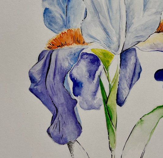 Iris - Watercolor Painting