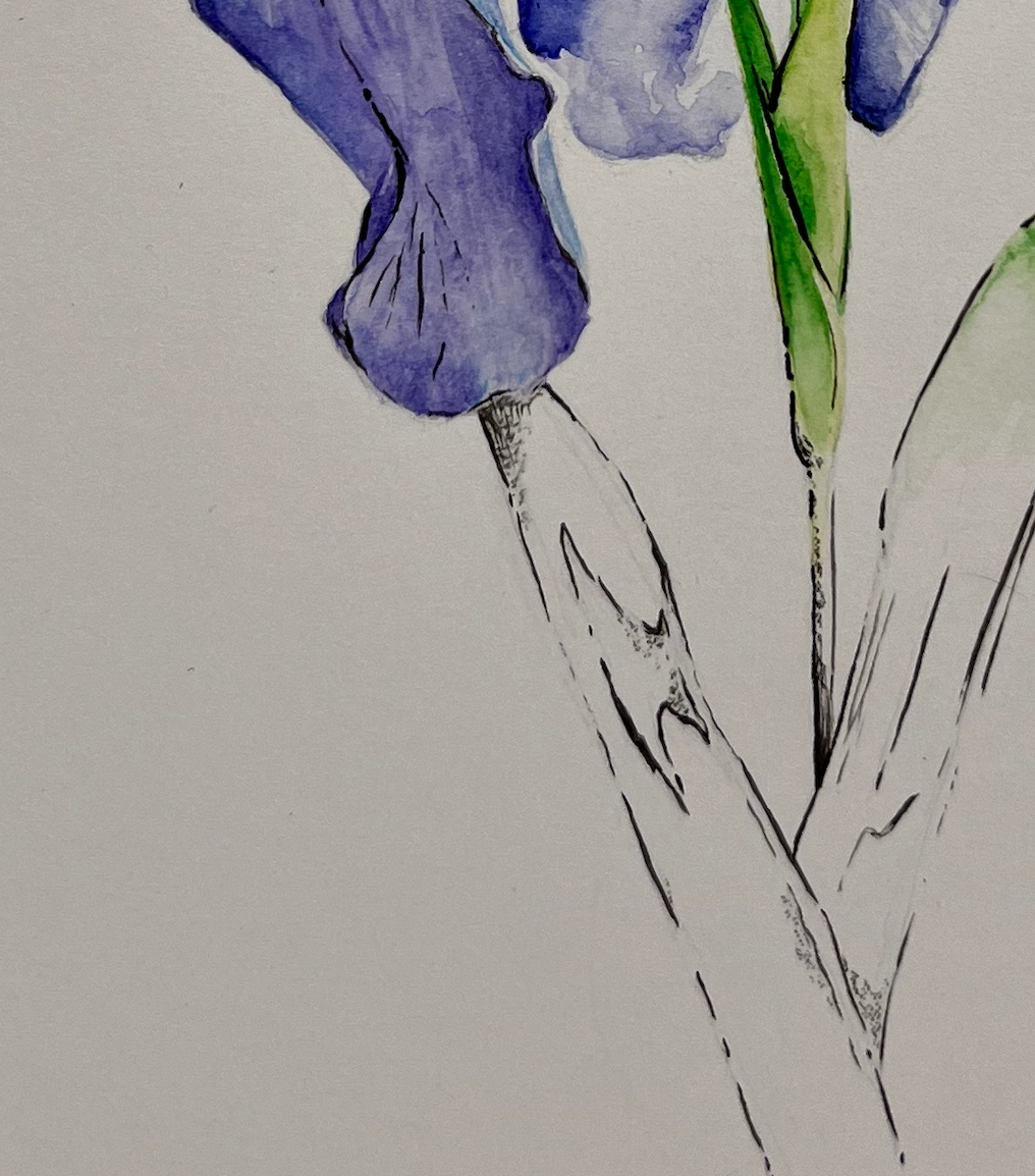 Iris - Watercolor Painting