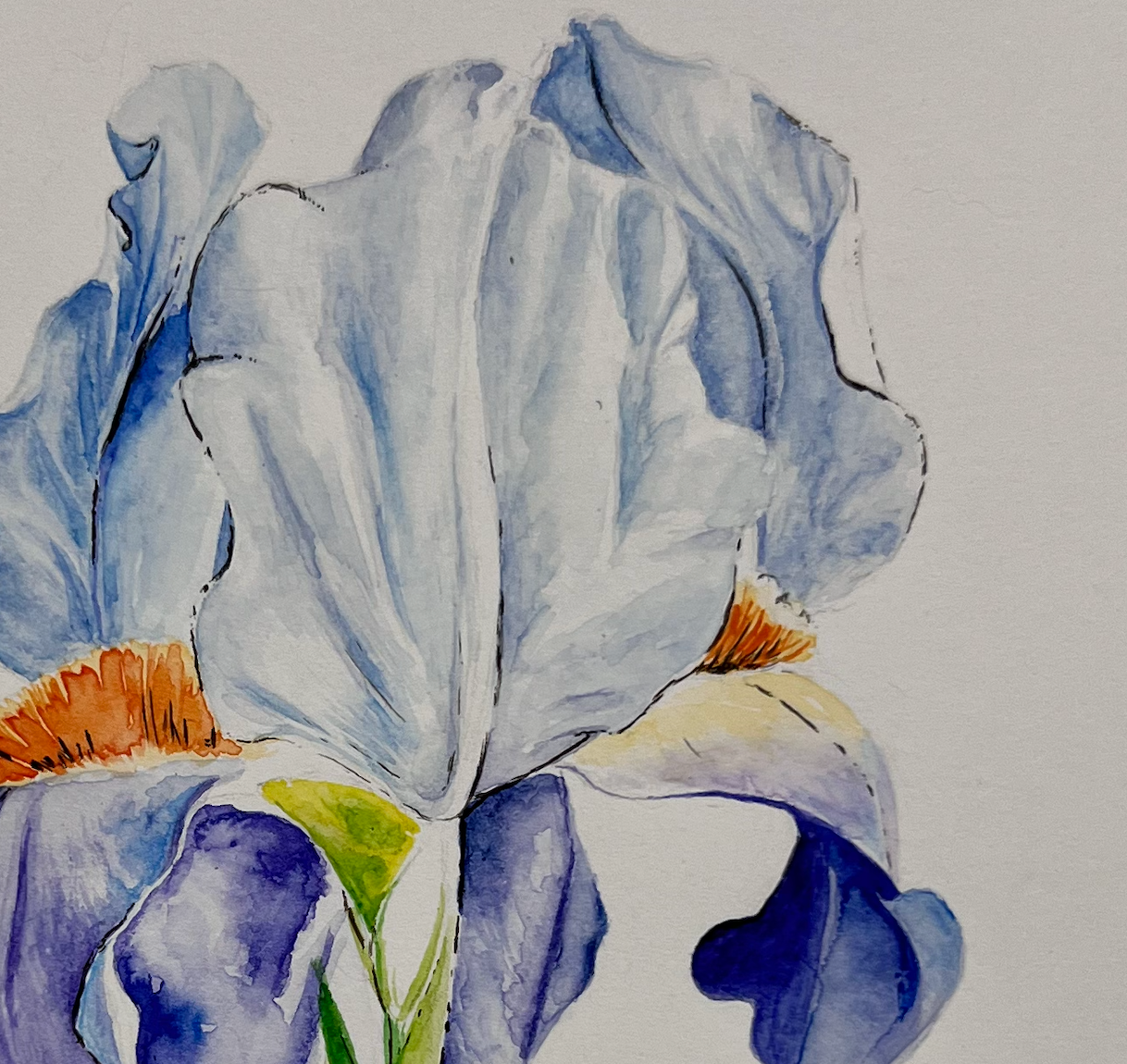 Iris - Watercolor Painting