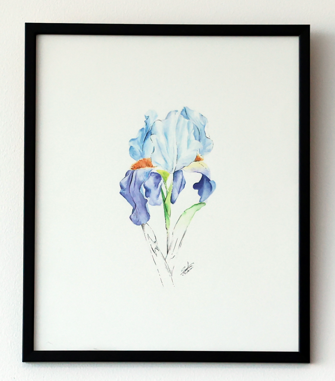 Iris - Watercolor Painting